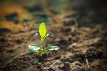 plant in the ground