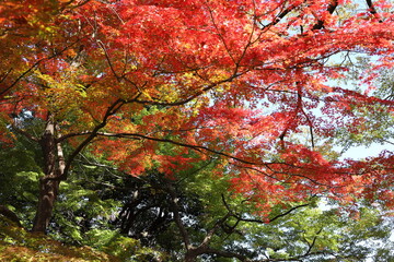 紅葉の風景