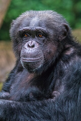 the close up of chimpanzee