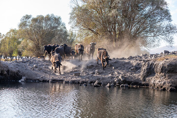 Black strong buffaloes in the water.
