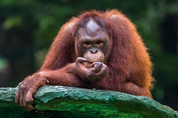 the borneo orang utan