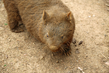 Wombat on dirt - Phillip Island, Victoria, Australia