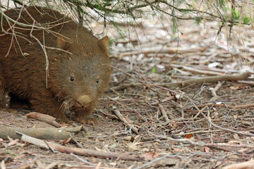 Wombat under tree - Phillip Island, Victoria, Australia