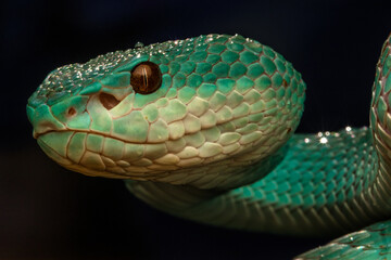 close up of pit viper snake
