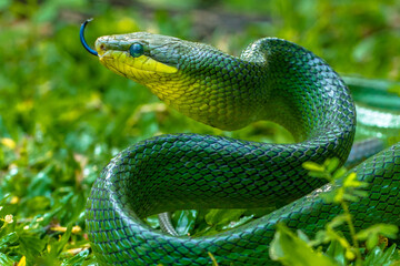 the green Gonyosoma oxycephalum snake in grass