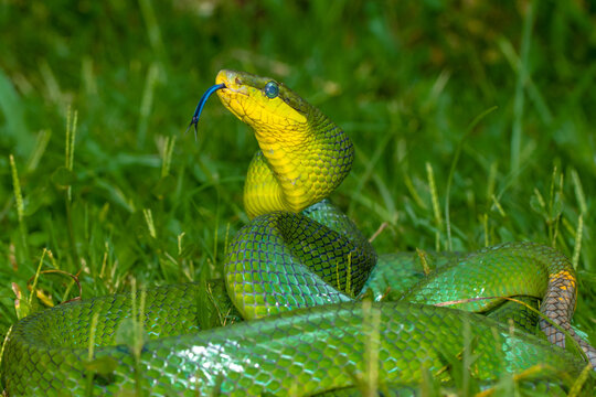 the green Gonyosoma oxycephalum snake in grass