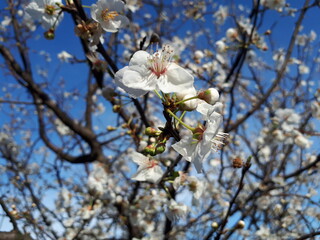 tree blossom