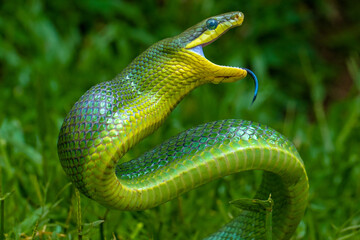 the green Gonyosoma oxycephalum snake in grass