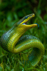 the green Gonyosoma oxycephalum snake in grass