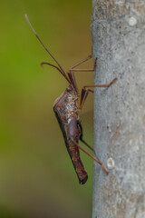 thr Leptocorisa Acuta in garden