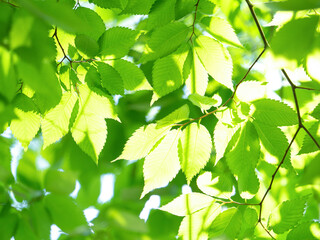 新緑のケヤキの葉