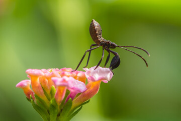 thr Leptocorisa Acuta in garden