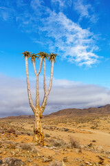 Closeup of an Aloe dichotoma tree in the desert, scenic cloudscape in the background