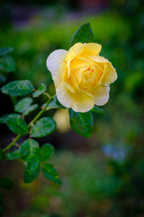 神戸市東灘区岡本のバラ園にさく黄色のバラ