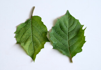 Fototapeta premium Golden berry leaf or ciplukan leaf on white background.