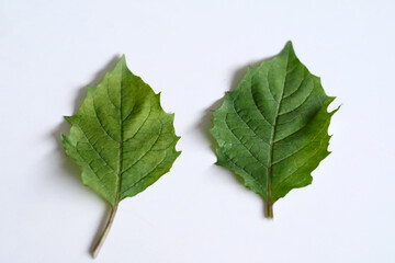 Fototapeta premium Golden berry leaf or ciplukan leaf on white background.