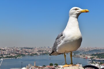 Seagull on the Galata Tower balcony overlooking the Bosphorus, Istanbul, Turkey