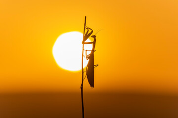 Sunset with the praying mantis (mantis religiosa).