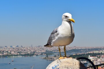 Seagull on the Galata Tower balcony overlooking the Bosphorus, Istanbul, Turkey