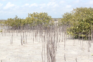 Fototapeta premium trees in winter