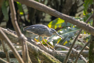 grey heron in branches