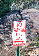 A loud bird is parked  on a no parking sign