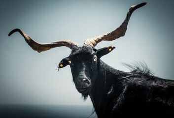 Portrait of a wild black goat with long horns on the light gray background
