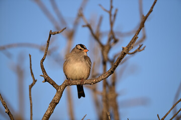 White-Crowned Sparrow