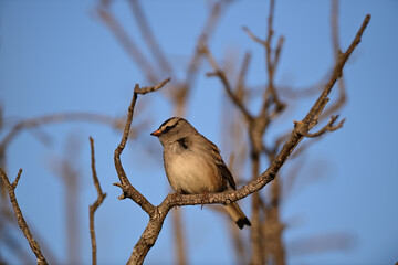 White-Crowned Sparrow