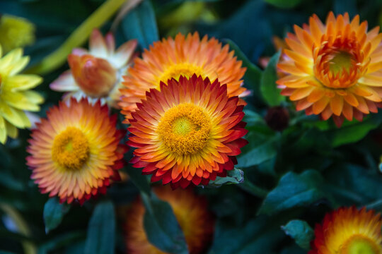 Closeup of beautiful red and yellow strawflowers surrounded by green leaves