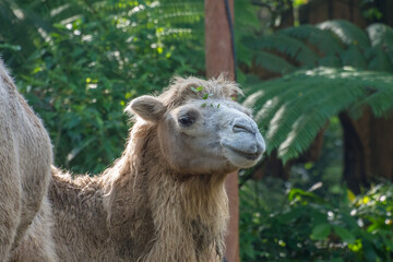 camel in safari park