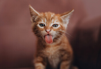 Red little kitten licking camera front portrait