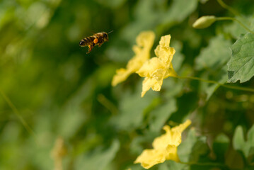 Abeja en vuelo