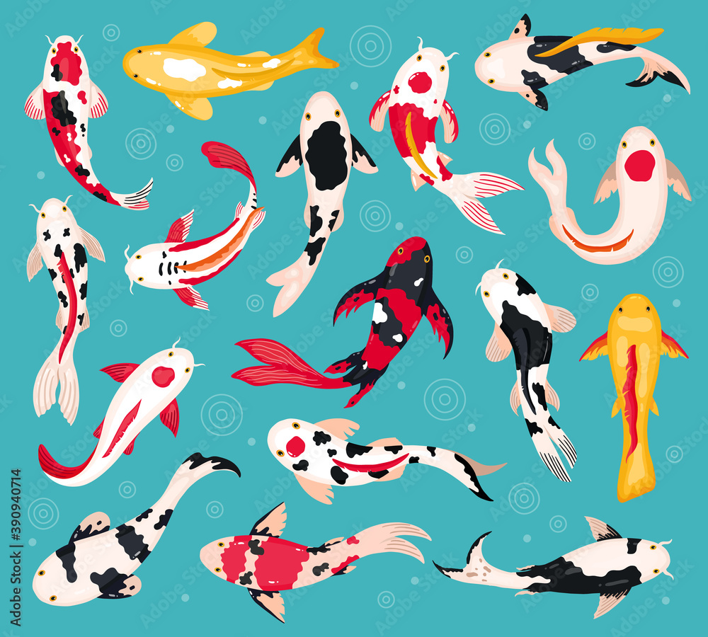 Wall mural Japanese koi carps. Oriental koi fish, china asian fishery, colorful floating fish. Chinese traditional bright koi fish vector illustrations. Spotted carps swimming underwater in pond