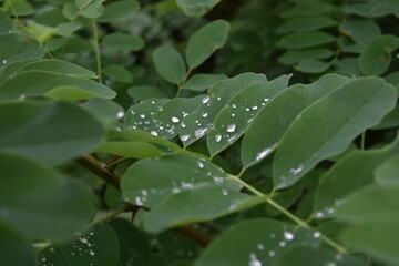 rain drops on a leaf