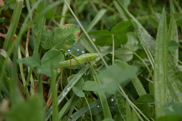 grasshopper with dew drops