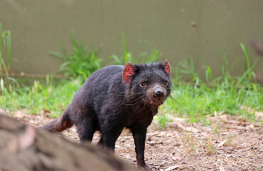 Tasmanian Devil portrait - Victoria, Australia