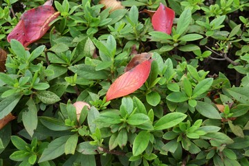 植え込みの上の落ち葉
