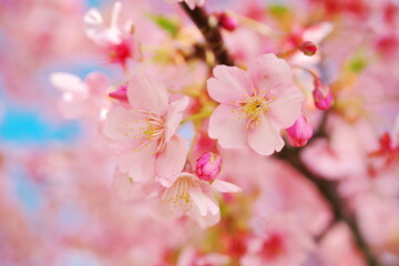 陽気に誘われてお花見