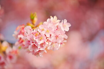 フレッシュな気持ちで見る桜