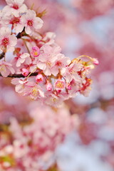 Fototapeta premium 新しい希望で見上げる桜
