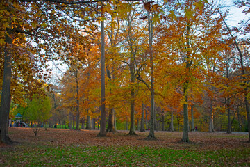 Fototapeta na wymiar Autumn foliage displays of bright colors in Roosevelt Park, Edison, New Jersey, USA -03