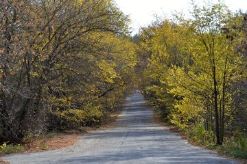 An abandoned road, overgrown on all sides with spreading trees