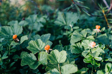 Ripe orange cloudberry in the forest. Natural pattern