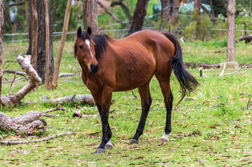 Fototapeta premium Brown Horses in the paddock