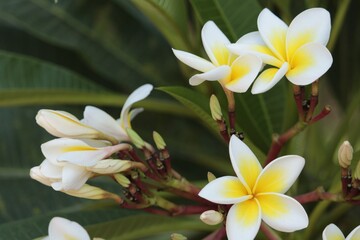 Obraz na płótnie Canvas frangipani plumeria flower 2