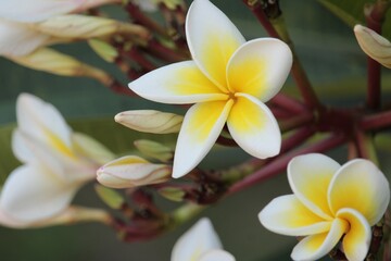 Fototapeta na wymiar frangipani plumeria flower 1