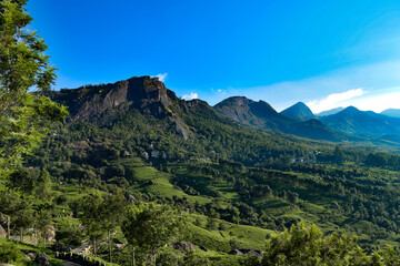 tea plantation in the mountains