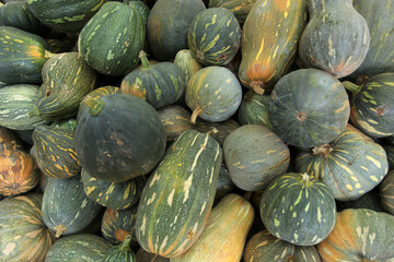 horizontal photography of many green, yellow and orange colorful pumpkin fruits, with natural light