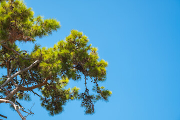 coniferous pine tree, cones, needles